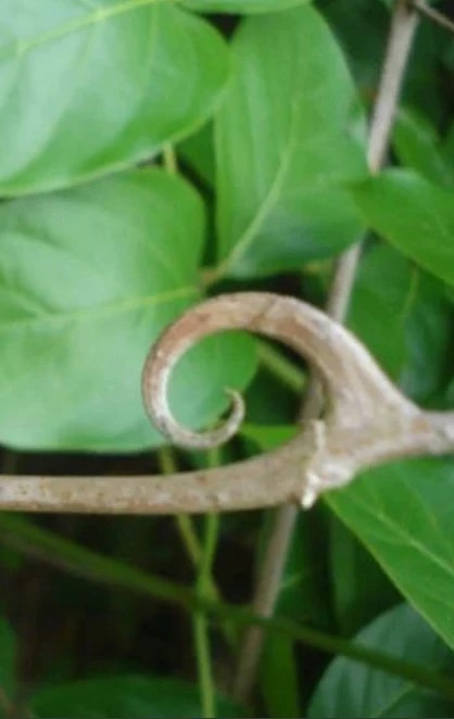 uncaria